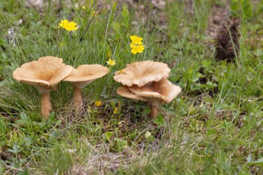 Infundibulicybe gibba ya da Clitocybe gibba, Avrupa ormanlarında yaygın olarak kullanılan solungaçlı mantar türüdür..