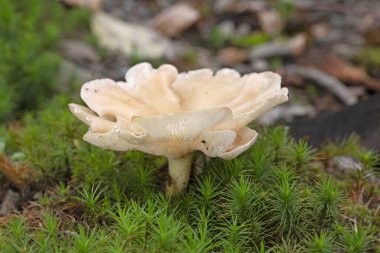 Infundibulicybe gibba ya da Clitocybe gibba, Avrupa ormanlarında yaygın olarak kullanılan solungaçlı mantar türüdür..