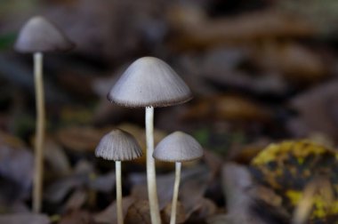 Tulosesus impatiens (eski adıyla Coprinellus impatiens), Psathyrellaceae familyasından bir mantar türüdür. Genç meyve gövdeleri, derin radyal düzenlenmiş oyukları ile kapak yüzeyi.