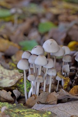 Tulosesus impatiens (formerly Coprinellus impatiens) is a species of fungus in the family Psathyrellaceae. Young fruit bodies ,the cap surface with deep narrow radially arranged grooves. clipart