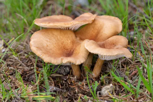 Infundibulicybe gibba ya da Clitocybe gibba, Avrupa ormanlarında yaygın olarak kullanılan solungaçlı mantar türüdür..