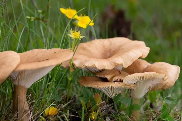 Infundibulicybe gibba ya da Clitocybe gibba, Avrupa ormanlarında yaygın olarak kullanılan solungaçlı mantar türüdür..