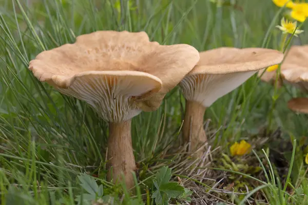 Infundibulicybe gibba ya da Clitocybe gibba, Avrupa ormanlarında yaygın olarak kullanılan solungaçlı mantar türüdür..