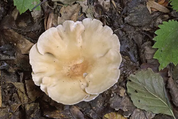 Infundibulicybe gibba ya da Clitocybe gibba, Avrupa ormanlarında yaygın olarak kullanılan solungaçlı mantar türüdür..