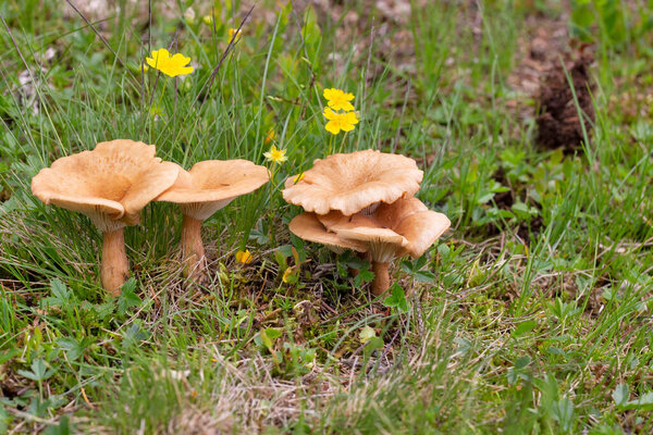 Infundibulicybe gibba or Clitocybe gibba and commonly known as the common funnel is a species of gilled mushroom which is common in European woods.