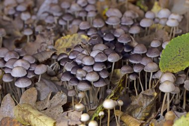 Tulosesus impatiens (formerly Coprinellus impatiens) is a species of fungus in the family Psathyrellaceae. Young fruit bodies ,the cap surface with deep narrow radially arranged grooves. clipart