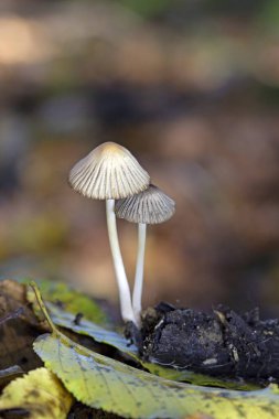 Tulosesus impatiens (eski adıyla Coprinellus impatiens), Psathyrellaceae familyasından bir mantar türüdür. Genç meyve gövdeleri, derin radyal düzenlenmiş oyukları ile kapak yüzeyi.