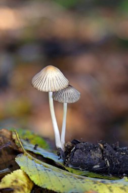 Tulosesus impatiens (formerly Coprinellus impatiens) is a species of fungus in the family Psathyrellaceae. Young fruit bodies ,the cap surface with deep narrow radially arranged grooves. clipart