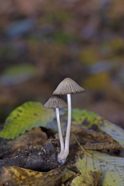 Tulosesus impatiens (formerly Coprinellus impatiens) is a species of fungus in the family Psathyrellaceae. Young fruit bodies ,the cap surface with deep narrow radially arranged grooves. clipart