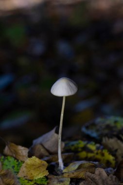 Tulosesus impatiens (formerly Coprinellus impatiens) is a species of fungus in the family Psathyrellaceae. Young fruit bodies ,the cap surface with deep narrow radially arranged grooves. clipart