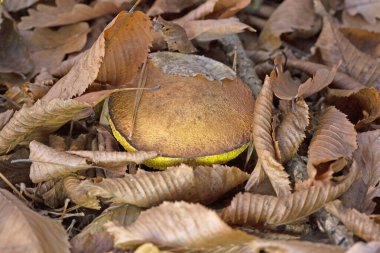 Suillus collinitus is a pored mushroom of the genus Suillus in the family Suillaceae. It is an edible mushroom found in European pine forests.Romania, Europe clipart