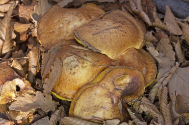 Suillus collinitus is a pored mushroom of the genus Suillus in the family Suillaceae. It is an edible mushroom found in European pine forests.Romania, Europe clipart