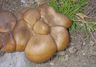 Eski ağaç gövdesinde istiridye mantarı olarak bilinen yenilebilir mantar Pleurotus ostreatus sonbahar manzarasının ayrıntıları. Romanya, Avrupa.