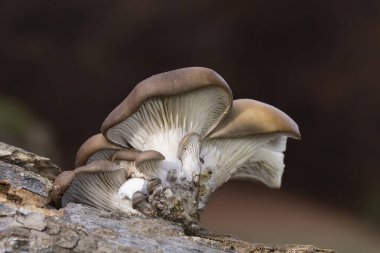 Eski ağaç gövdesinde istiridye mantarı olarak bilinen yenilebilir mantar Pleurotus ostreatus sonbahar manzarasının ayrıntıları. Romanya, Avrupa.