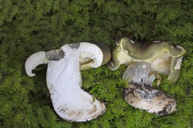 Tricholoma saponaceum var. ardosiacum, Avrupa ve Kuzey Amerika 'da bulunan bir karasal mantardır..