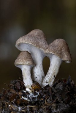 Tricholoma scalpturatum is a species of agaric fungus in the family Tricholomataceae.Tricholoma scalpturatum, known as the Yellowing Knight mushroom, mushrooms from Romania