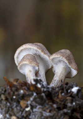 Tricholoma scalpturatum is a species of agaric fungus in the family Tricholomataceae.Tricholoma scalpturatum, known as the Yellowing Knight mushroom, mushrooms from Romania clipart