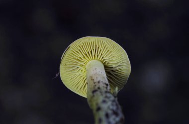 Trikoloma sülfür, leş gibi kokan, sülfür şövalyesi veya gaz agariği olarak da bilinir.