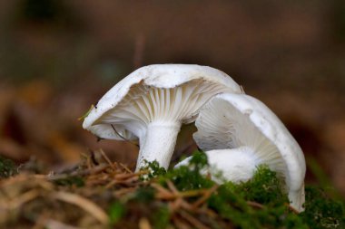 Hygrophorus agathosmus, Hygrophoraceae familyasından bir mantar türüdür.