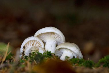 Hygrophorus agathosmus, commonly known as the gray almond waxy cap or the almond woodwax, is a species of fungus in the family Hygrophoraceae clipart