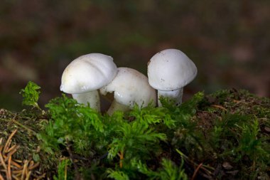 Hygrophorus agathosmus, Hygrophoraceae familyasından bir mantar türüdür.
