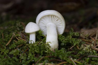 Hygrophorus agathosmus, Hygrophoraceae familyasından bir mantar türüdür.