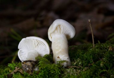 Hygrophorus agathosmus, commonly known as the gray almond waxy cap or the almond woodwax, is a species of fungus in the family Hygrophoraceae clipart