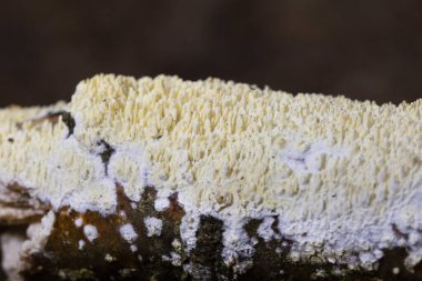 Irpex lacteus, dünyanın ılıman bölgelerine dağıtılan bir kabuk mantarıdır. Polypori olarak kabul edilir, ama büyüme koşullarına bağlı olarak bir hydnoid himenopforu da üretebilir..