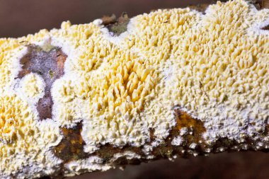 Irpex lacteus, dünyanın ılıman bölgelerine dağıtılan bir kabuk mantarıdır. Polypori olarak kabul edilir, ama büyüme koşullarına bağlı olarak bir hydnoid himenopforu da üretebilir..