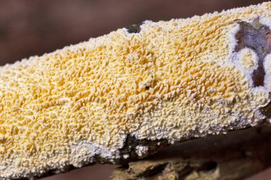 Irpex lacteus, dünyanın ılıman bölgelerine dağıtılan bir kabuk mantarıdır. Polypori olarak kabul edilir, ama büyüme koşullarına bağlı olarak bir hydnoid himenopforu da üretebilir..