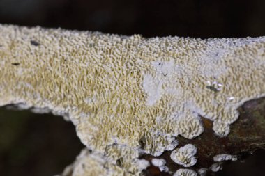 Irpex lacteus is a crust fungus distributed throughout temperate areas of the world. Is considered a polypore, but depending on growth conditions it can also produce a hydnoid hymenophore. clipart