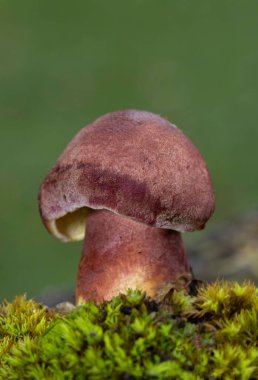 Tricholomopsis rutilan, Avrupa genelinde bulunan solungaçlı mantar türüdür. Trikomofili rutilanlarının ağaç kütüklerinde ve kozalaklı ağaç kütüklerinde yetiştiği görülebilir.