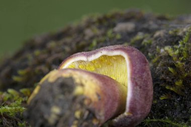 Tricholomopsis rutilan, Avrupa genelinde bulunan solungaçlı mantar türüdür. Trikomofili rutilanlarının ağaç kütüklerinde ve kozalaklı ağaç kütüklerinde yetiştiği görülebilir.