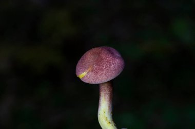 Tricholomopsis rutilan, Avrupa genelinde bulunan solungaçlı mantar türüdür. Trikomofili rutilanlarının ağaç kütüklerinde ve kozalaklı ağaç kütüklerinde yetiştiği görülebilir.