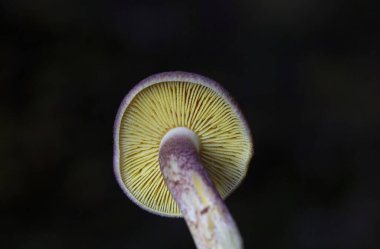 Tricholomopsis rutilan, Avrupa genelinde bulunan solungaçlı mantar türüdür. Trikomofili rutilanlarının ağaç kütüklerinde ve kozalaklı ağaç kütüklerinde yetiştiği görülebilir.