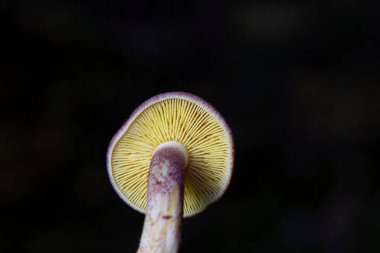 Tricholomopsis rutilan, Avrupa genelinde bulunan solungaçlı mantar türüdür. Trikomofili rutilanlarının ağaç kütüklerinde ve kozalaklı ağaç kütüklerinde yetiştiği görülebilir.