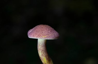 İnanılmaz yenmez mantarlar Trikolomopsis rutilan mantarları yaygın olarak erik ve muhallebi olarak bilinen mantarlar veya kızıl saçlı agarik - Romanya ve Avrupa