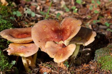 Group of beautiful inedible mushrooms Tricholomopsis rutilans mushrooms commonly known as plums and custard or red-haired agaric - Romania , Europe clipart