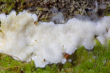 Irpex geç kaldı. Çok güzel. Bu mantarın küresel bir dağılımı olduğu söyleniyor.. 