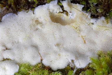 Irpex geç kaldı. Çok güzel. Bu mantarın küresel bir dağılımı olduğu söyleniyor.. 