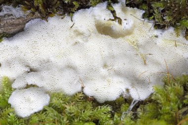 Irpex geç kaldı. Çok güzel. Bu mantarın küresel bir dağılımı olduğu söyleniyor.. 