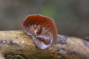 Auricularia auricula-judae, 