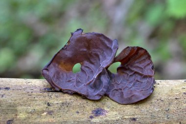 Auricularia auricula-judae, 