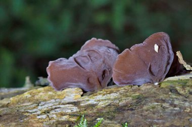 Auricularia auricula-judae, 