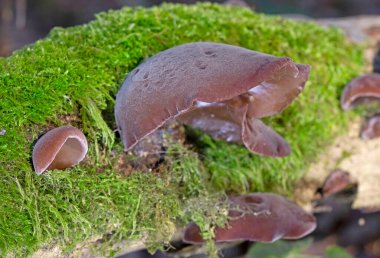 Auricularia auricula-judae, 