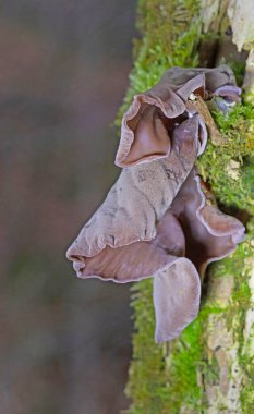 Auricularia auricula-judae, 