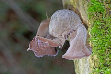 Auricularia auricula-judae, 