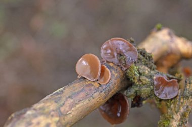 Jews ear (wood ear, Auricularia auricula, Hirneola polytricha, jelly ear, pepeao, Judas's Ear), growing on a tree. Used in folk medicine for complaints including sore throats, sore eyes and jaundice clipart