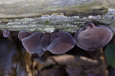 Orman mantarları - yenilebilir mantar Auricularia auricula-judae (Latince 'Judas' ın Kulağı '), Yahudi' nin kulağı, (siyah) ağaç kulağı, jöle kulağı, pepepeao
