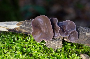 Orman mantarları - yenilebilir mantar Auricularia auricula-judae (Latince 'Judas' ın Kulağı '), Yahudi' nin kulağı, (siyah) ağaç kulağı, jöle kulağı, pepepeao